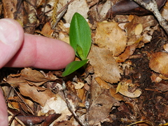 Chiloglottis cornuta