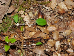 Chiloglottis cornuta