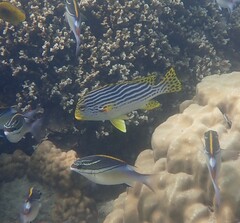 Plectorhinchus lineatus