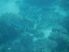 Johnrandallia nigrirostris