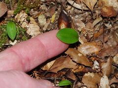 Chiloglottis cornuta