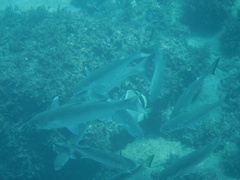 Johnrandallia nigrirostris