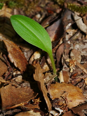 Chiloglottis cornuta