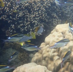 Plectorhinchus lineatus