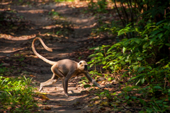 Semnopithecus schistaceus