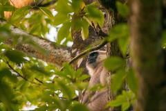 Semnopithecus schistaceus