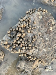 Euchelus asper