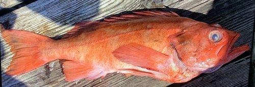 Rock cod (Sebastes reedi) — Sebastidae