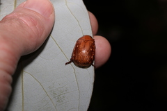 Anoplognathus concolor