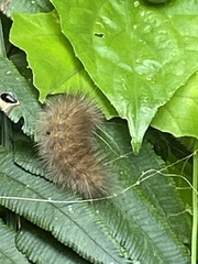 Spilarctia subcarnea