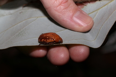 Anoplognathus concolor