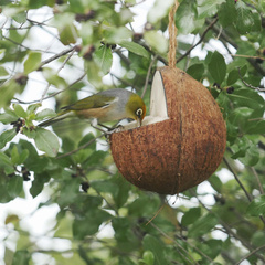 Zosterops lateralis lateralis