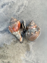 Volegalea cochlidium