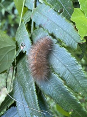 Spilarctia subcarnea