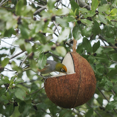 Zosterops lateralis lateralis