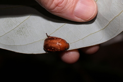 Anoplognathus concolor