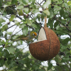 Zosterops lateralis lateralis