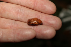 Anoplognathus concolor