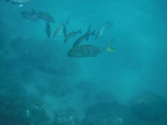 Gnathanodon speciosus