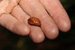 Anoplognathus concolor