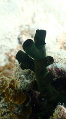 Tubastraea