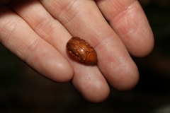 Anoplognathus concolor