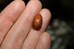 Anoplognathus concolor