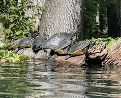 Deirochelyinae