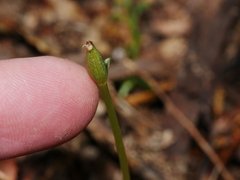 Corybas cheesemanii