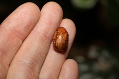 Anoplognathus concolor