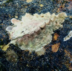 Saccostrea