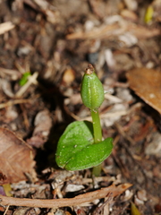 Corybas cheesemanii