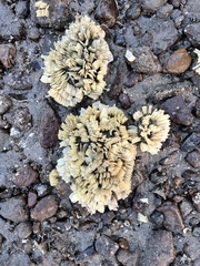 Volegalea cochlidium