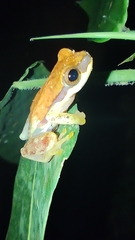 Dendropsophus