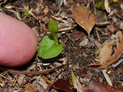 Corybas cheesemanii