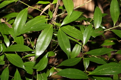 Cryptocarya laevigata