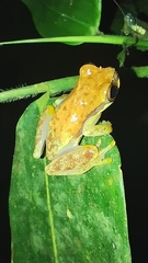 Dendropsophus
