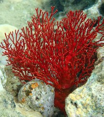 Melithaea