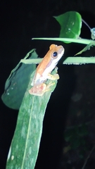 Dendropsophus
