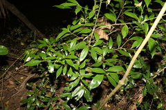 Cryptocarya laevigata