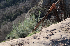 Aspalathus florifera