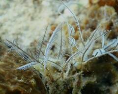Macrorhynchia philippina
