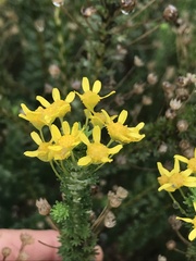 Euryops virgineus