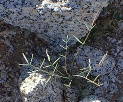 Astragalus nuttallianus cedrosensis
