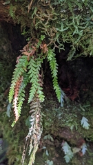 Chrysogrammitis glandulosa