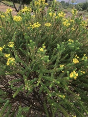 Euryops virgineus