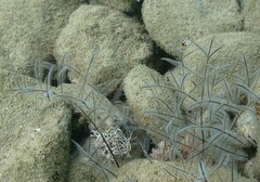 Macrorhynchia philippina