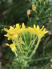 Euryops virgineus