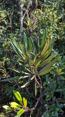 Rhododendron formosanum