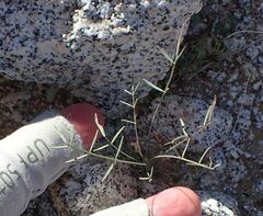 Astragalus nuttallianus cedrosensis